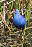 Gray-headed Swamphen